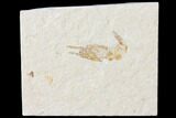 Cretaceous Fossil Shrimp - Lebanon #123874-1
